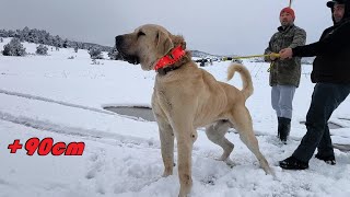 DEV KÖPEKLERİ KURDA GİDEMEZ DİYENLER İNAT BU KÖPEKLER ÇOK FARKLI