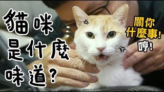【黃阿瑪的後宮生活】試聞！貓咪是什麼味道？