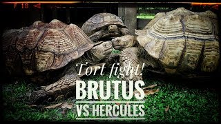 Moving Hercules the GIANT Sulcata