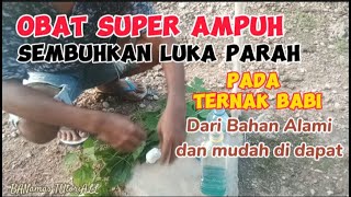 OBAT Alami sembuhkan Luka Ternak Babi