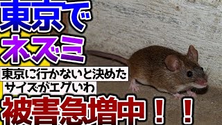 【2ch動物スレ】【悲報】東京都で、ネズミ大量発生！被害急増中→ネズミーランドに発展する。 #生き物