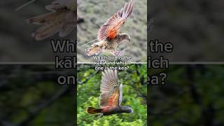 Kākā or kea? Here’s how you can tell them apart