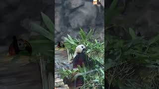 大熊猫萌萌。萌萌姐吃竹子嘎嘎香～#panda #pandamengmeng #beijingzoo #pandas #cute #animals #funny