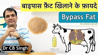 दुधारु पशुओं को Bypass Fat खिलाने के फ़ायदे | Bypass Fat for dairy animals | Cow Farm @DairyUstaad