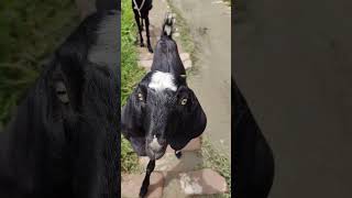 Goats Are The Funniest Animals | ছাগলের কান্ড #animals