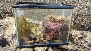 磯で捕まえた生き物と素材で水槽を立ち上げてみた【磯でアクアリウム】【ガサガサ】