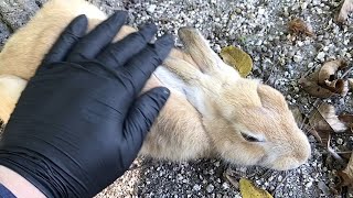 When you pet the rabbit, it closes its eyes and deflates!