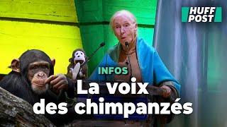 À Paris, Jane Goodall s’adresse à l’Unesco en parlant « chimpanzé » avant la COP16