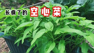 空心菜长疯了，空心菜种植，施肥how to grow ong choy?