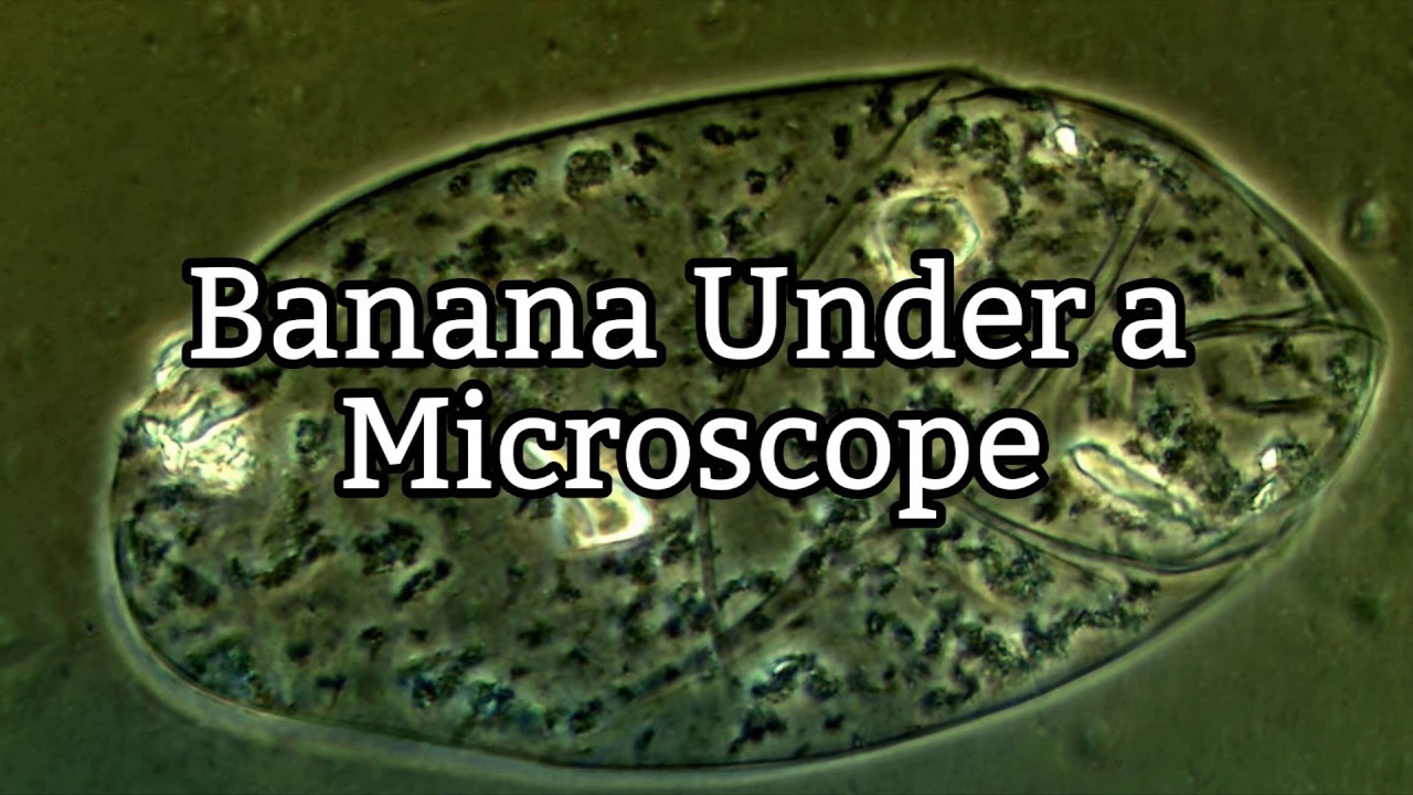 Banana Under A Microscope Plant Cell Structure Youtube
