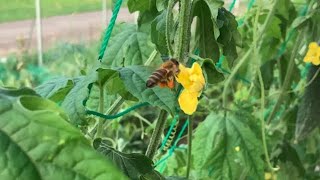 2019/8/16  ゴーヤの花にミツバチ