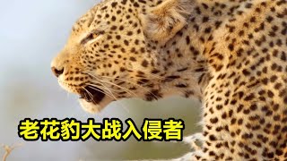 老花豹奥林巴捕获猎物却遭到狮子围攻。为捍卫领地，奥林巴单挑三岁年轻小豹，最终战死。