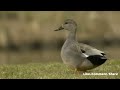 discovering the beauty and behavior of gadwall ducks a fascinating insight