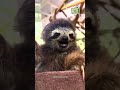 if you can don’t laugh at the end of this video 🦥 cute funnymoments animals