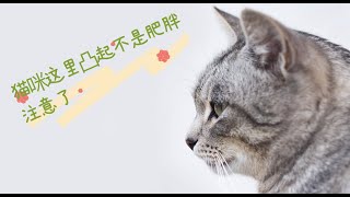 猫咪这里凸起不是肥胖 注意了