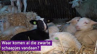 Veel meer zwarte lammetjes geboren, mysterie voor herders