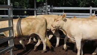 Kenmere Charolais - 20 Commercial Heifers