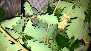 Phyllium giganteum Haltungsvideo