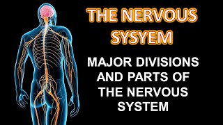 Major Division and Parts of the Nervous System