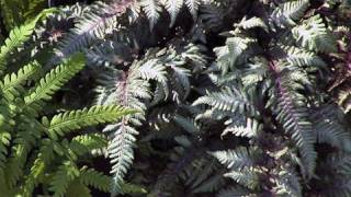 Learning About Japanese Painted Fern