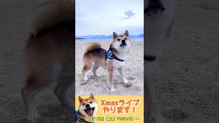 大好きな遊びにテンションが上がって強く要求する柴犬てぃーだ　 #柴犬てぃーだ #shiba #dogbreed