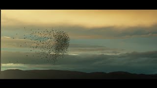 Blender: Starling Murmuration Tutorial
