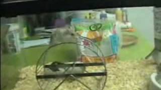 Hamster Tricks