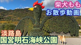 柴犬もも　国営明石海峡公園をお散歩