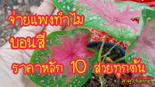 บอนสี ราคาหลัก 10 สวยได้ สบายกระเป๋า สวยทุกต้นดูกันเพลินๆเลยค่ะ สาคู channel by แม่จิ๋ม