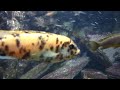 馬拉威湖慈鯛混養缸 lake malawi cichlid tank