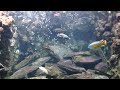 馬拉威湖慈鯛混養缸 lake malawi cichlid tank