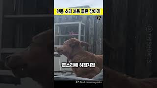 천둥 소리 처음 들은 강아지