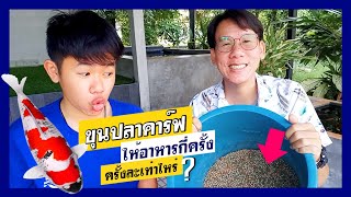 เทคนิคขุนปลาคาร์ฟ  ให้อาหารบ่อยแค่ไหน  ครั้งละเท่าไหร่?  l  คุณพ่อคราฟ