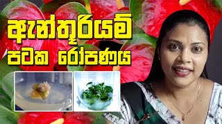 ඇන්තූරියම් පටක රෝපණය      Anthurium tissue culture