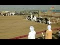 Download سباق السلوقي التأهيلي الشوط الأول اناث - مهرجان سلطان بن زايد التراثي 2016 In Mp4 3Gp Full HD Video