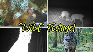 Best Of October Trail Cam Videos! #trailcamera #wildlife