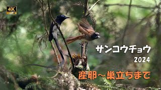 2024 サンコウチョウ（産卵～巣立ち迄）【4ｋ】／山岳詩＿NikonＺ9