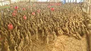 পুরাতন খামার পরিদর্শন । দিনাজপুর । duck farming in bangladesh