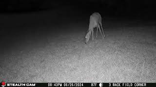 06 26 24  843 02pm Deer eating in the back field. #deer #wildlife #whitetaildeer