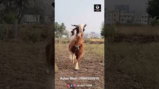 Rocky KASHMIRI Goat #viral #trending #funny #video #shorts #short #reels #reel #ykgoatlover #rocky