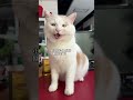 物质上我养它，精神上它治愈我~~ 被猫猫治愈的瞬间 捡猫后续 万物可爱计划 夹子猫 会喊妈妈的猫