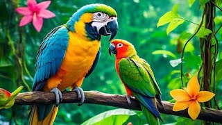 Awesome Jungle Birds Sounds Vlog #vlog #birds