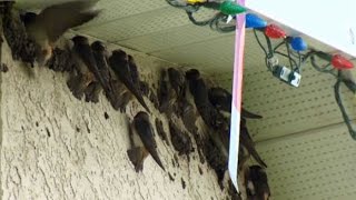 Swallows swallow: Alberta home taken over by migratory birds