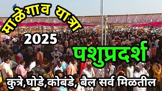 माळेगाव यात्रा पशुप्रदर्शन 2025| Malegaon Yatra 2025 |Malegaon Yatra Dog|Nandedkar Madhav