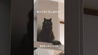 まっくろくろすけ出てきたよ〜　#shorts #猫 #保護猫 #まっくろくろすけ #catlover #黒猫 #cat #blackcat