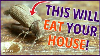 This Will EAT Your House! Woodworm - How To Spot and Treat!