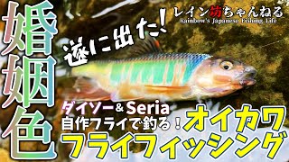 【オイカワ釣り】遂に来た！ダイソー自作フライで婚姻色のオスを釣る！オイカワフライフィッシング【レイン坊ちゃんねる～Rainbow’ｓ Japanese Fishing Life～】