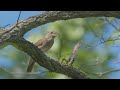 vogelstimmen so singt die nachtigall