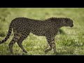 big cats in kenya’s maasai mara national reserve enjoy life