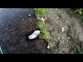 catching trophy cutthroat trout in yellowstone lake yellowstone national park wyoming